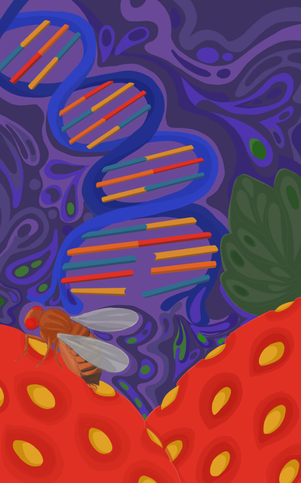 Diagram of DNA and a fruit fly